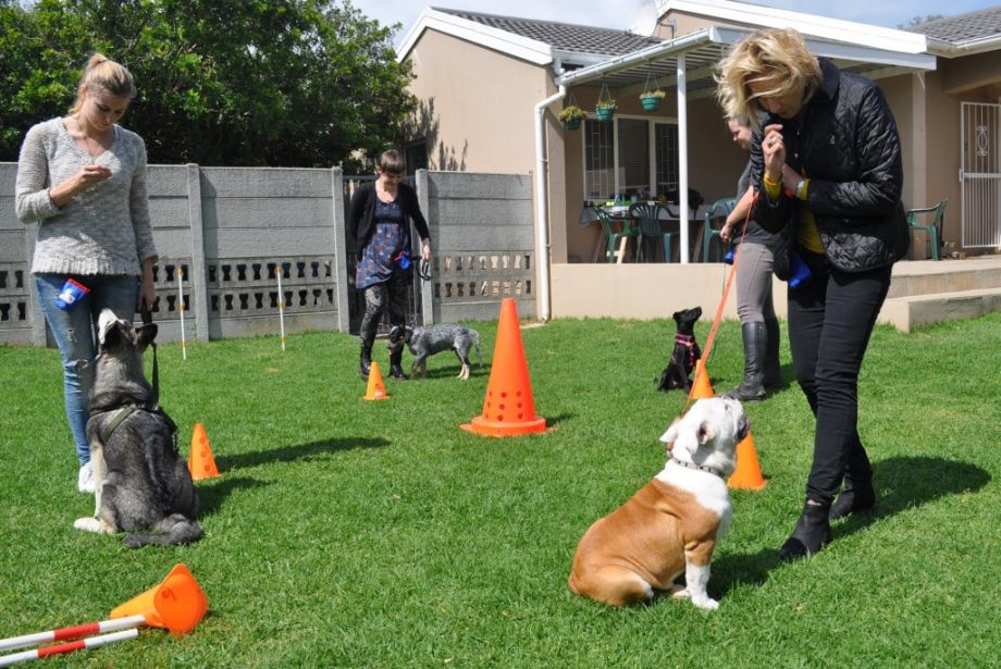 Inge's Puppy School, Helderberg region, Stellenbosch, Somerset West, Strand and Gordons Bay